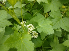 Ribes hudsonianum