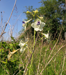 Delphinium pavonaceum