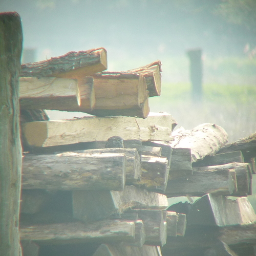 View observation of {o.common_name} on iNaturalist