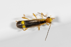 Malthinus occipitalis