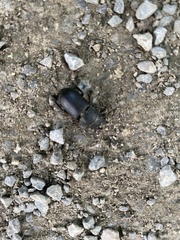 Dorcus parallelipipedus