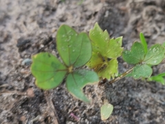Levisticum officinale