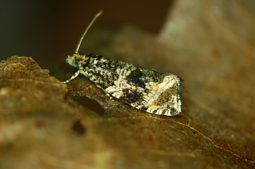Syricoris lacunana nuotrauka
