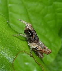 Eujivarus meridionalis