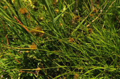 Carex unilateralis
