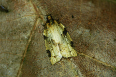 Clepsis spectrana