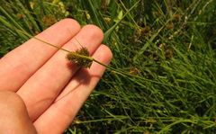 Carex unilateralis