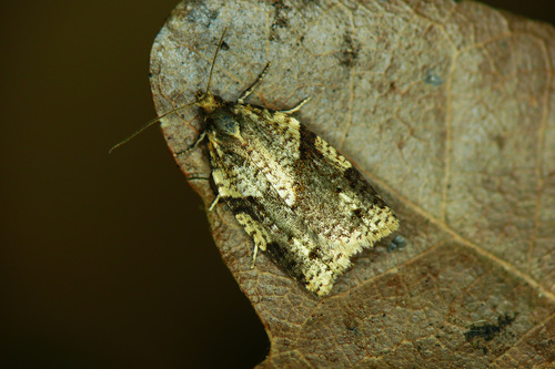 Cyclamen Tortrix, photo 2 of 10