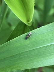 Cosmopterix pulchrimella