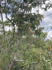 Calycolpus moritzianus