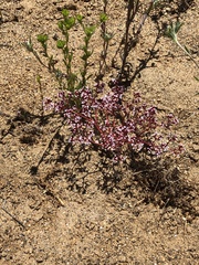 Chorizanthe leptotheca