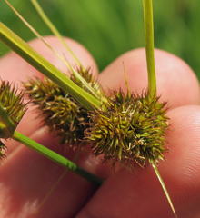 Carex unilateralis