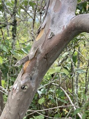 Calycolpus moritzianus