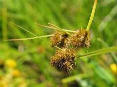 Carex unilateralis