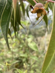 Calycolpus moritzianus