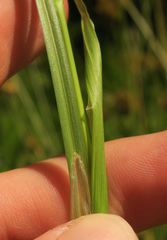 Carex unilateralis