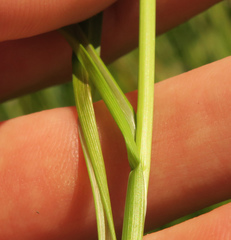 Carex unilateralis