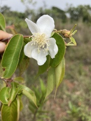Calycolpus moritzianus