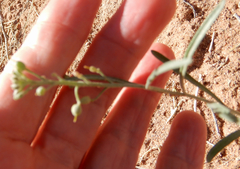 Physaria rectipes