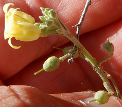Physaria rectipes