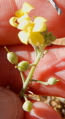 Physaria rectipes