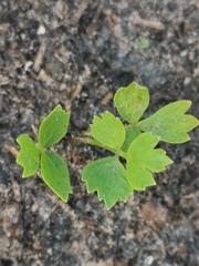 Levisticum officinale