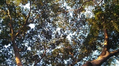 Enterolobium cyclocarpum