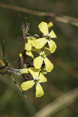 Coincya monensis cheiranthos
