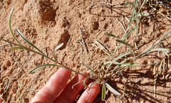 Physaria rectipes