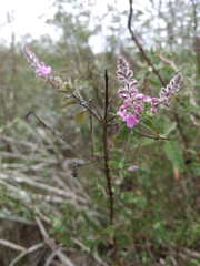 Aloysia macrostachya