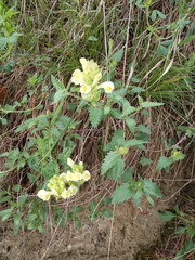 Scutellaria caucasica