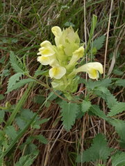 Scutellaria caucasica