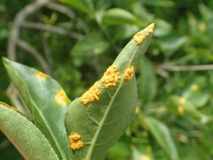 Melampsora epitea