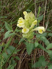 Scutellaria caucasica