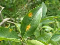 Melampsora epitea
