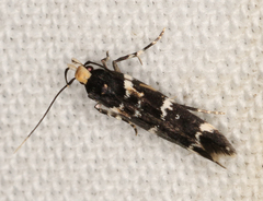 Macrobathra leucopeda