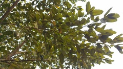 Brosimum alicastrum
