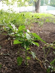 Chenopodium album