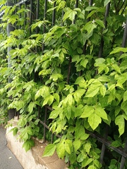 Acer negundo