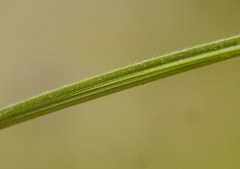 Stipa dasyphylla