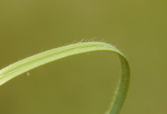 Stipa dasyphylla