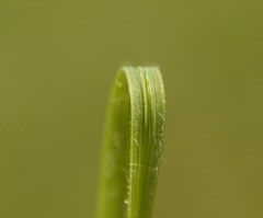 Stipa dasyphylla