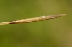 Stipa dasyphylla