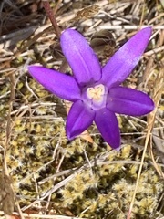 Brodiaea rosea rosea