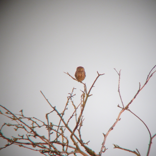 View observation of {o.common_name} on iNaturalist