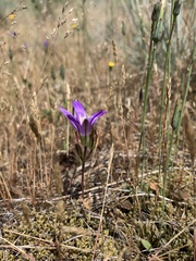 Brodiaea rosea rosea