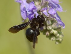 Xylocopa iris