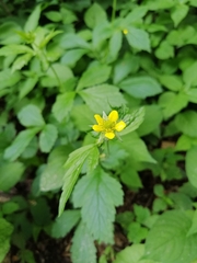 Geum urbanum