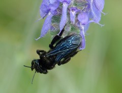 Xylocopa iris