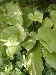 Arctium